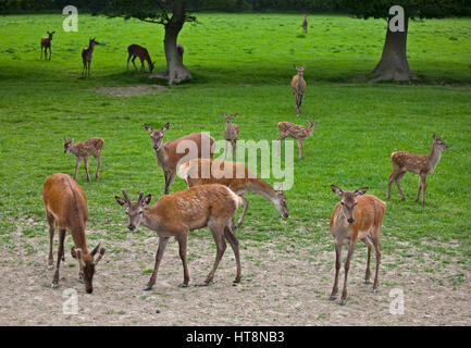 Rothirsch (Cervus Elaphus) Herde Stockfoto