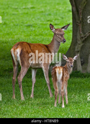 Rothirsch (Cervus Elaphus) Doe und Fawn Stockfoto