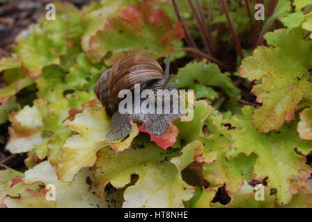 Schnecke kriecht auf grünen Blättern. Helix Pomatia (gemeinsamen Namen Burgunder Schnecken, römische Schnecke, essbare Schnecken oder Schnecken). Stockfoto