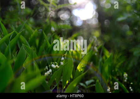 Aufnahme einer Gruppe von blühenden Lilien des Tales in seiner natürlichen Umgebung gemacht vor grünem Hintergrund im Sonnenuntergang, Puumala Lichtbereich, Finnland Stockfoto