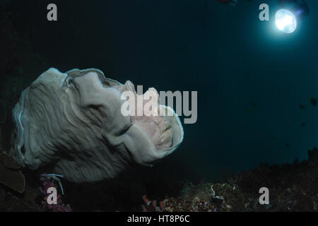 Grauen Riesen Anglerfisch sitzt auf einem Teller Schwamm, Panglao, Philippinen Stockfoto