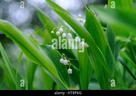 Die Closeup Aufnahme einer Gruppe von blühenden Lilien des Tales in seiner natürlichen Umgebung gemacht vor grünem Hintergrund, Puumala Region, Finnland Stockfoto