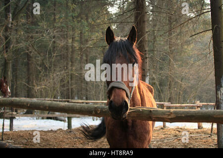 Bucht Pferd auf der Koppel im Wald stehen und schaut in die Kamera. Stockfoto