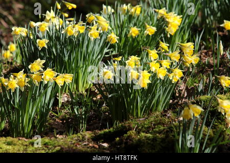 Narzissen in der Frühlingssonne Stockfoto