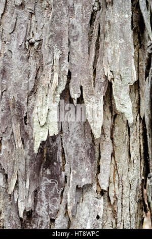 Shagbark Hickory Baumrinde hautnah abstrakte Textur. Stockfoto