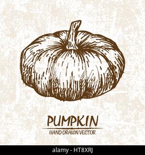 Digitale Vektor detaillierte Kürbis handgezeichnete Retro-Abbildung Sammlungssatz. Dünne lineare Kunststift Gliederung. Vintage Tinte flachen Stil, gravierte si Stock Vektor