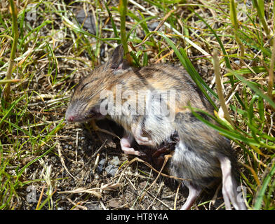 Tote braune Ratte mit in das Gras Stockfoto