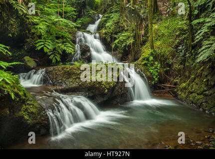 Wasserfälle auf Onomea Stream in Hawaii Tropical Botanical Garden in der Nähe von Hilo auf Big Island von Hawaii. Stockfoto