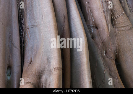 Nahaufnahme der Moreton Bay Feigen (Ficus Macrophylla) Baumstamm in Puerto De La Cruz, Teneriffa, Kanarische Inseln, Spanien Stockfoto