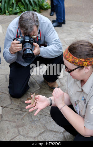 Amateur-Fotografen fotografieren einen Natur-Interpreter zeigt einen weiblichen thorny Devil Stabheuschrecke (Eurycantha Calcarata) an der Cambridge-Schmetterling-C Stockfoto