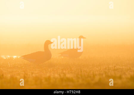 Graugänse (Anser Anser) im morgendlichen Nebel bei Sonnenaufgang, Hessen, Deutschland Stockfoto