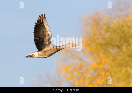 Graugans (Anser Anser) Gans fliegen, Hessen, Deutschland Stockfoto