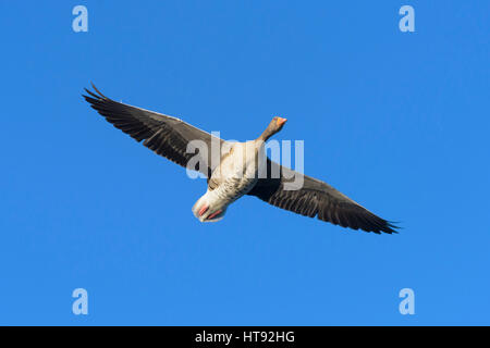 Graugans (Anser Anser) Gans fliegen, Hessen, Deutschland Stockfoto