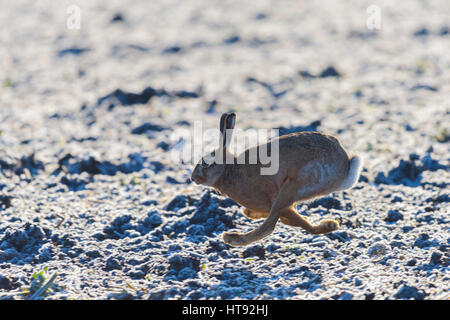 Brown-Feldhase (Lepus Europaeus) auf Feld im Winter, Hessen, Deutschland Stockfoto