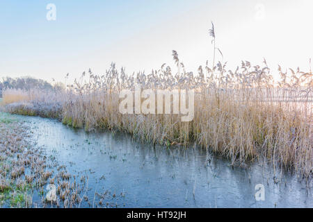 Schilf bedeckt in Frost im Winter in Hessen, Deutschland Stockfoto