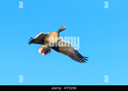 Niedrigen Winkel Ansicht der Graugans (Anser Anser) fliegen, Hessen, Deutschland Stockfoto