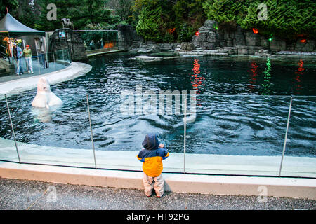 Ein Kleinkind betrachten ein Beluga-Wal im Zoo von Vancouver Stockfoto