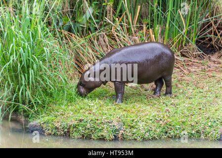 Der junge Behemoth (Hippopotamus Amphibius) auf dem grünen Rasen im Casela Park, Mauritius Stockfoto