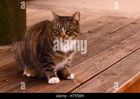 Sitzen auf hölzernen Plattform Wildkatze Stockfoto