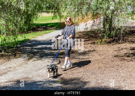 Eine Frau geht ihren Hund an der Leine im Bicentennial Park, Sunbury, Vic, Australien Stockfoto