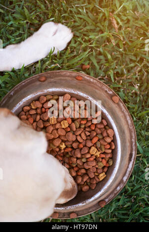 Hund essen Essen Blick von oben außen am grünen Rasen Metallplatte Stockfoto