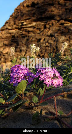 Lila Verbena in der Anza-Borrego Wüste Stockfoto