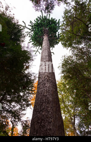 Ein Mobilfunkmast, verkleidet als ein Baum im Algonquin Provincial Park, Ontario, Kanada. Stockfoto