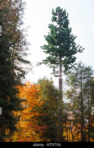 Ein Mobilfunkmast, verkleidet als ein Baum im Algonquin Provincial Park, Ontario, Kanada. Stockfoto