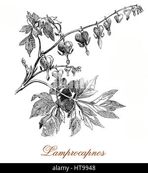 Vintage Gravur Lamprocapnos oder blutenden Herzens Pflanze, so genannte für die herzförmige rosa und weißen Blüten bis aus einem Blütenstand. Stockfoto