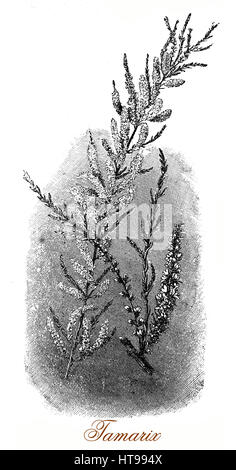 Vintage Gravur von Tamarix oder Salz Zeder, blühende Pflanze, die wächst auf Salzböden mit dünnen Ästen, grau-grünem Laub und eine große Masse von kleinen weißen oder rosa Blüten Stockfoto