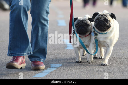 Hunde und ihre Besitzer kommen für Tag eins der Crufts 2017 im NEC in Birmingham. Stockfoto