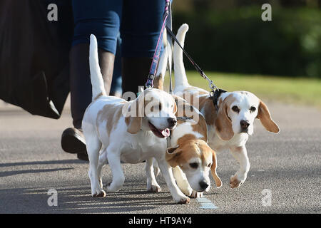 Hunde und ihre Besitzer kommen für Tag eins der Crufts 2017 im NEC in Birmingham. Stockfoto