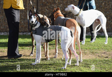 Hunde und ihre Besitzer kommen für Tag eins der Crufts 2017 im NEC in Birmingham. Stockfoto