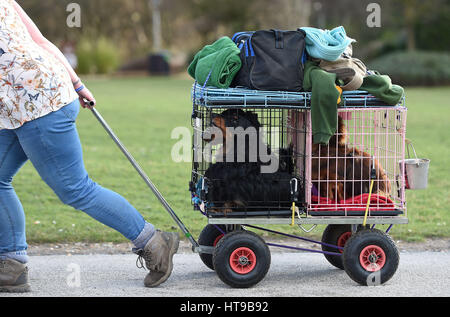 Hunde kommen für Tag eins der Crufts 2017 im NEC in Birmingham. Stockfoto