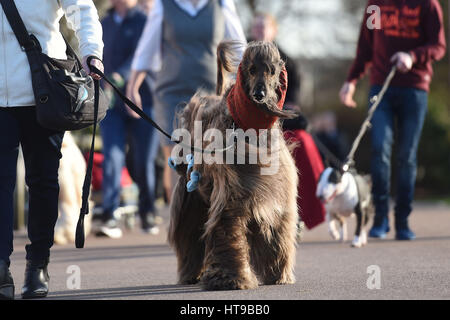 Hunde und ihre Besitzer kommen für Tag eins der Crufts 2017 im NEC in Birmingham. Stockfoto