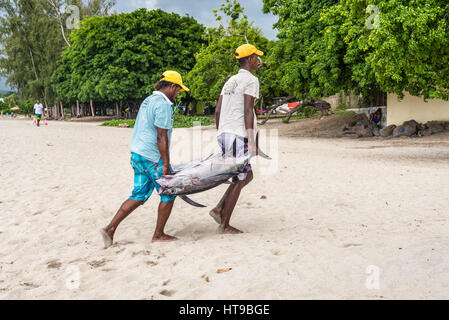 Tamarin, Mauritius - 10. Dezember 2015: Fischer tragen zwei große Thunfisch auf den Strand von Tamarin Bucht von Mauritius. Stockfoto
