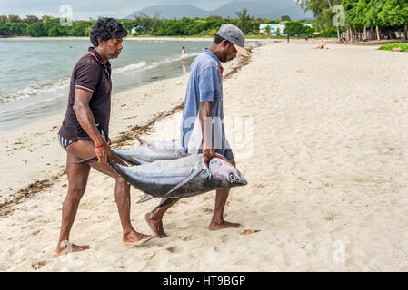 Tamarin, Mauritius - 10. Dezember 2015: Fischer tragen zwei große Thunfisch auf den Strand von Tamarin Bucht von Mauritius. Stockfoto