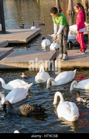 Kinder zu ernähren Schwäne am Lake Eola Park in Orlando, Florida. Lake Eola Park ist gelegen im Herzen von Downtown Orlando und Heimat der Walt-Disney-Amphitheater. Stockfoto