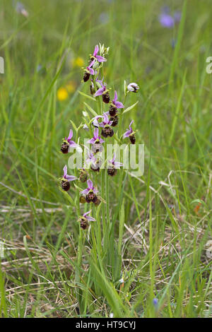 Späten Spider Orchid Ophrys Holoserica Gruppe Vercors Nationalpark Frankreich Stockfoto