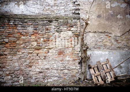 Holzpaletten und ein toter Baum auf eine rustikale Steinmauer gestaffelt und gebrochen. Stockfoto