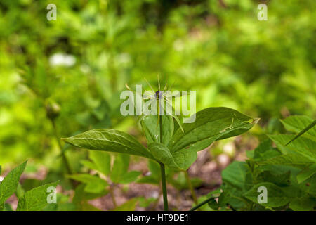 Einbeere Paris Quadrifolia Naturparks Vercors Frankreich Stockfoto