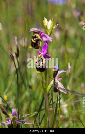 Späten Spider Orchid Ophrys Holoserica Nahaufnahme von Blütenrispe Naturparks Vercors Frankreich Stockfoto