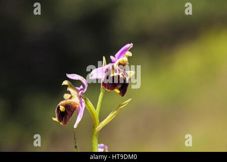 Späten Spider Orchid Ophrys Holoserica Nahaufnahme Blume Naturparks Vercors Frankreich Stockfoto