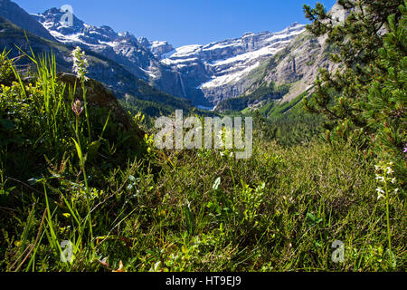 Kleiner Schmetterling Orchidee Platanthera Bifolia mit Cirque du Gavarnie jenseits Hautes Nationalpark Pyrenäen Pyrenäen Frankreich Stockfoto