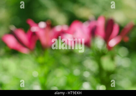 Abstrakte natürlichen Hintergrund mit Bokeh Lilien im Garten Stockfoto