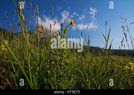 Gelber Ochsen-Auge Buphthalmum Salicifolium in Wildblumenwiese mit Mont Aiguille darüber hinaus in der Nähe von Chichilianne-Naturparks Vercors Frankreich Mai 2015 Stockfoto