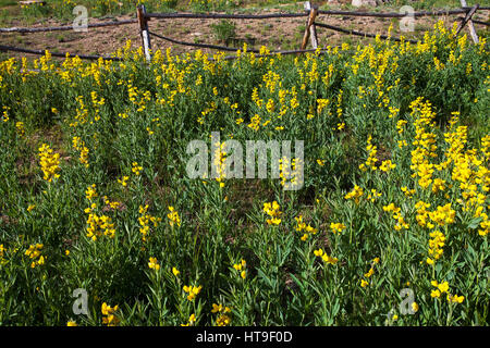Golden Mountain Erbse Thermopsis Montana Hidden Valley Rocky Mountain National Park Colorado USA Juni 2015 Stockfoto