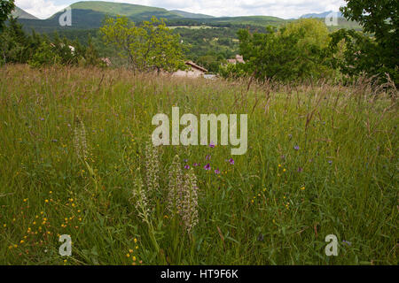 Eidechse Orchideen Himantoglossum Nircinum in einem Garten Wildblumenwiese in der Nähe von Beaurfort-Sur-Gervanne Vercors regionalen Naturpark Vercors Frankreich Juni 2016 Stockfoto