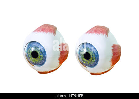Augenheilkunde Oculus Probe Closeup isoliert auf weißem Hintergrund. Augenheilkunde, Auge Modell Nahaufnahme. Augapfel Stockfoto