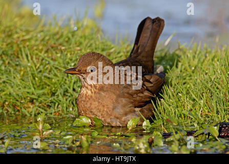 Eurasische Amsel (Turdus Merula Merula) weibliche Baden Eccles-on-Sea, Norfolk Oktober Stockfoto